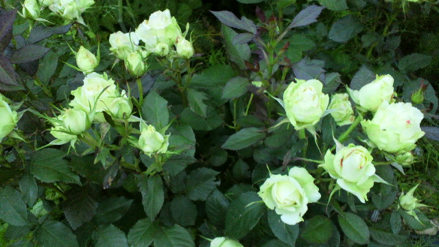b0035611_19244313.jpg
