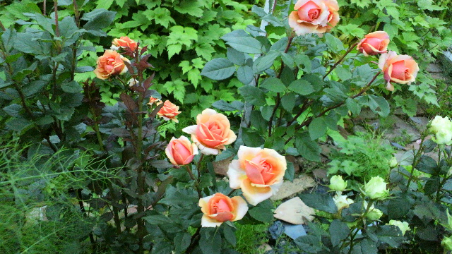 b0035611_19244348.jpg