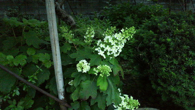 b0035611_19244352.jpg