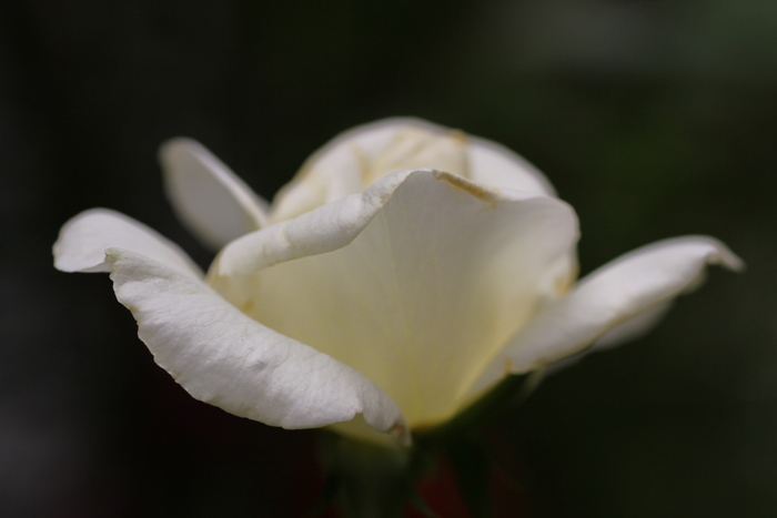 b0165522_633214.jpg