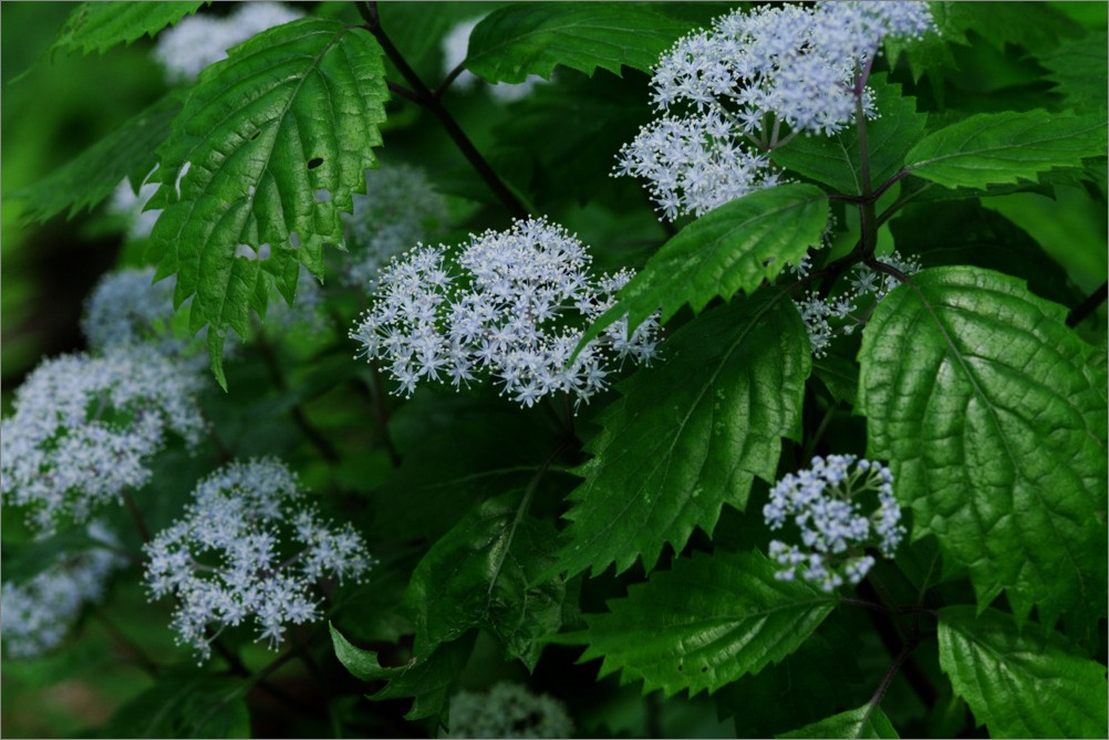 d0058445_11315278.jpg