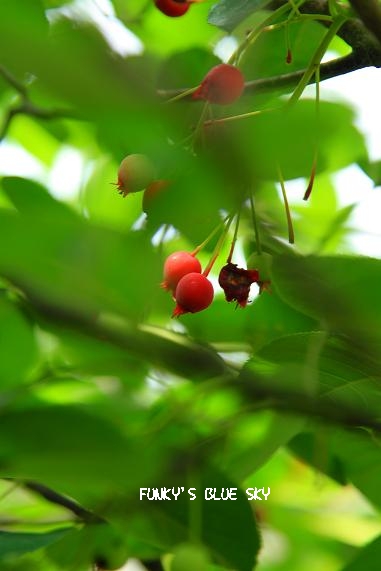 c0145250_15485141.jpg