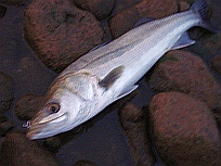 a0096669_9224486.jpg