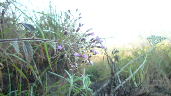 e0024081_1535263.jpg