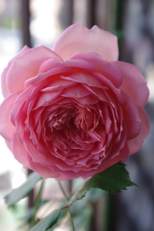 c0147909_932032.jpg