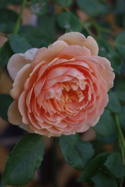 c0147909_9322498.jpg