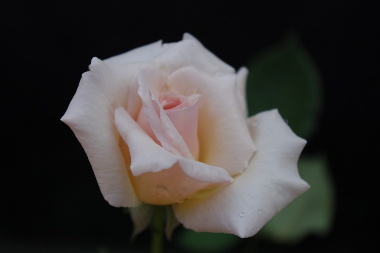 c0147909_9334423.jpg
