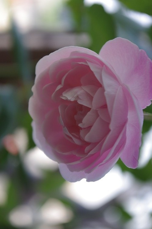 c0147909_933717.jpg