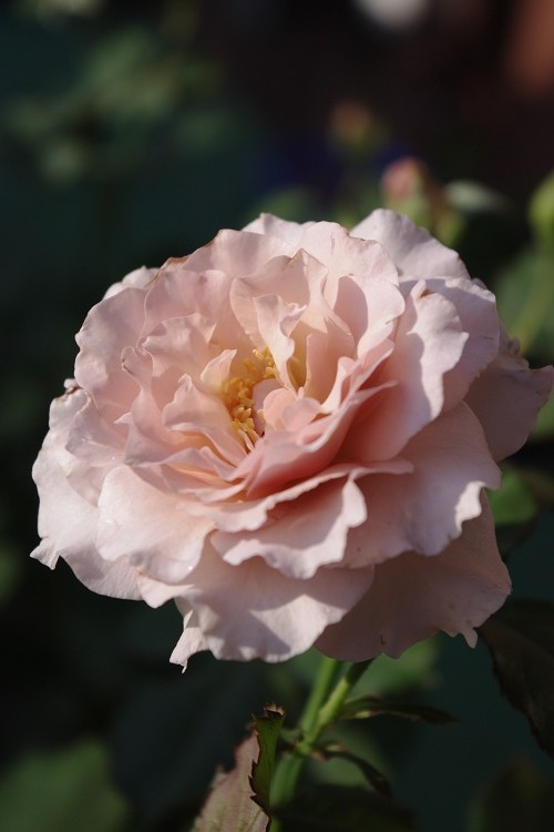 c0147909_9343514.jpg