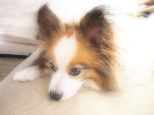 a0151615_0424265.jpg