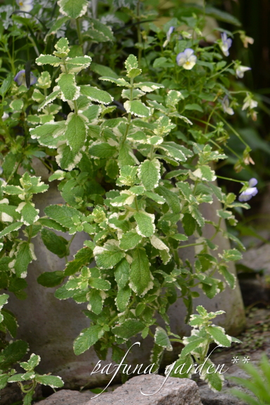 e0184558_745964.jpg