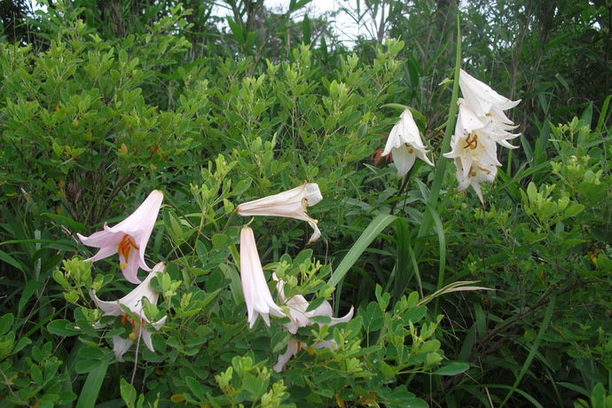 c0019376_20405490.jpg