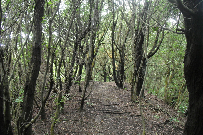 c0019376_20592685.jpg