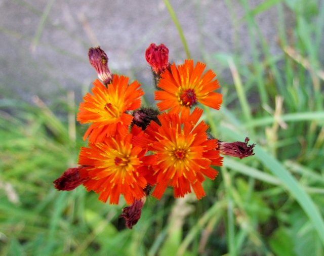 c0183777_2063350.jpg