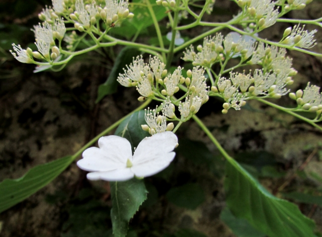 c0183777_207421.jpg