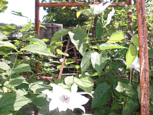 a0183790_20104973.jpg