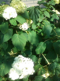a0056722_10282565.jpg