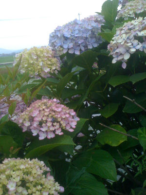 c0069036_14572612.jpg