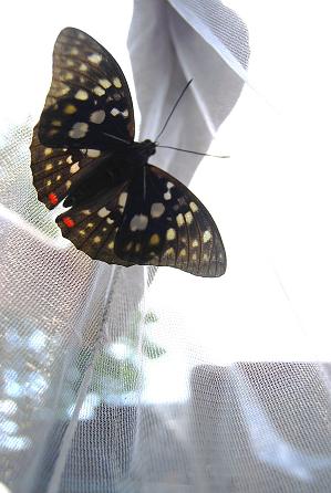 f0000148_785690.jpg