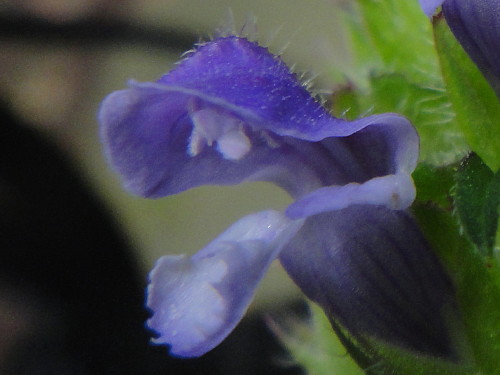 c0179351_1929421.jpg