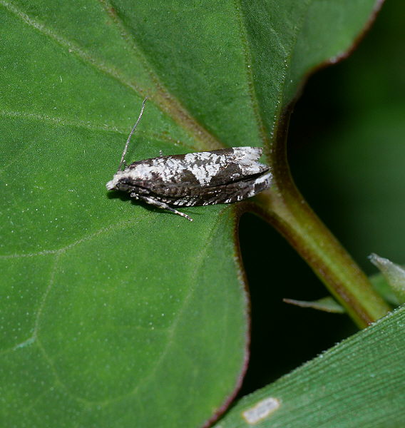 d0091754_0403557.jpg