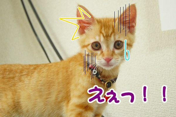 a0201967_23392829.jpg