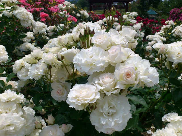e0048369_1142961.jpg