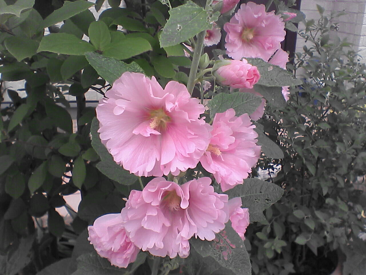 c0069380_14355666.jpg