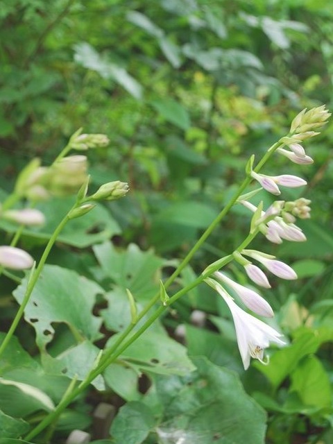 e0025300_12441548.jpg