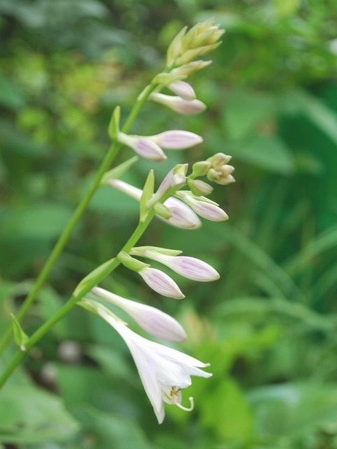e0025300_12511487.jpg