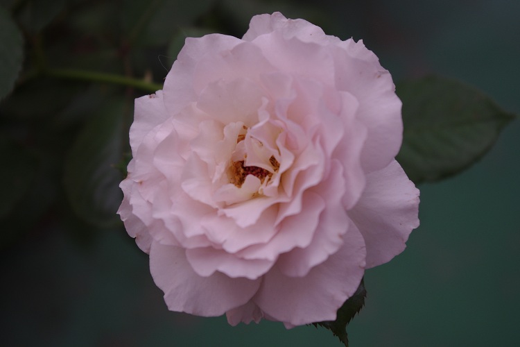 c0147909_751034.jpg