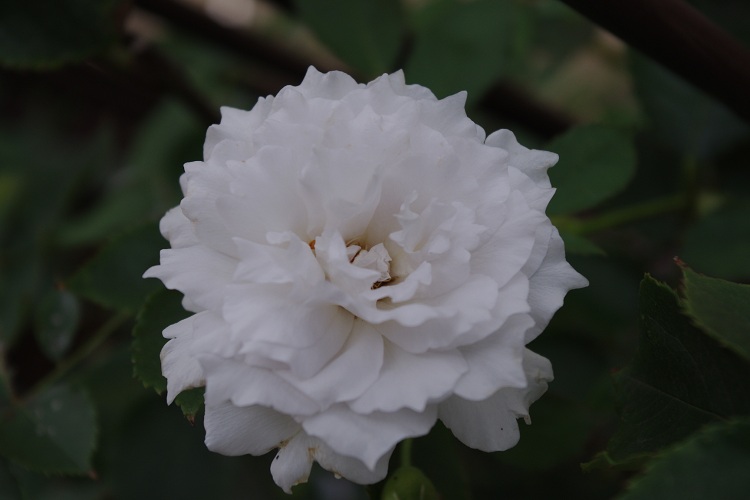c0147909_7521129.jpg