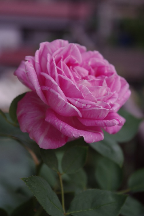 c0147909_7524577.jpg