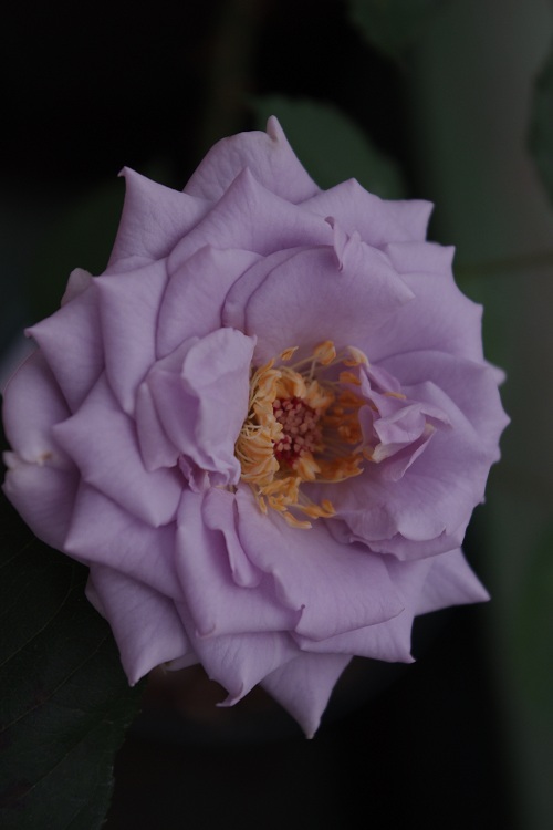 c0147909_7535214.jpg