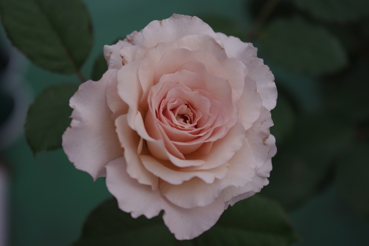 c0147909_753933.jpg
