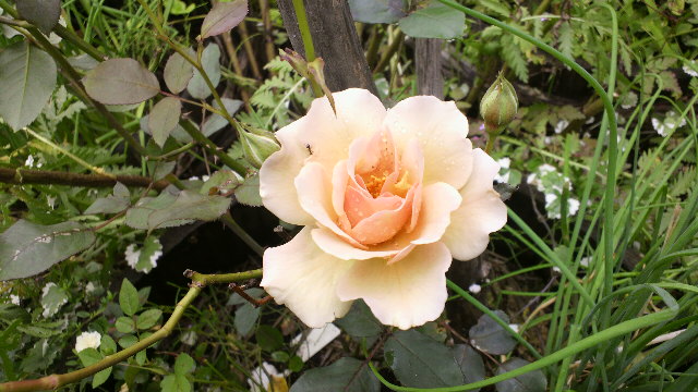 b0035611_19481337.jpg