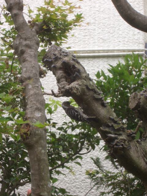 e0145328_11122240.jpg