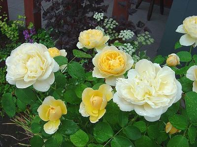 f0205733_2336567.jpg
