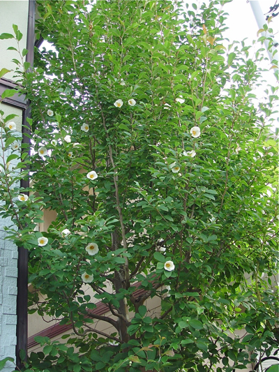 f0060535_1329688.jpg
