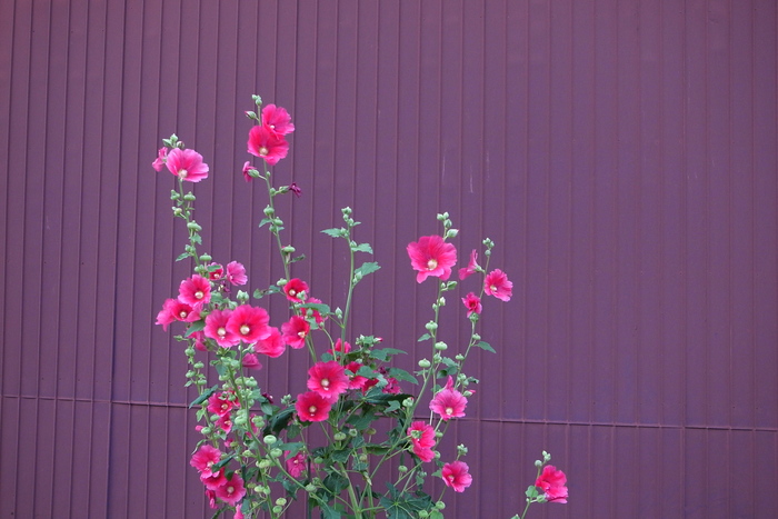 e0009147_20151593.jpg