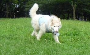 e0121548_20505267.jpg