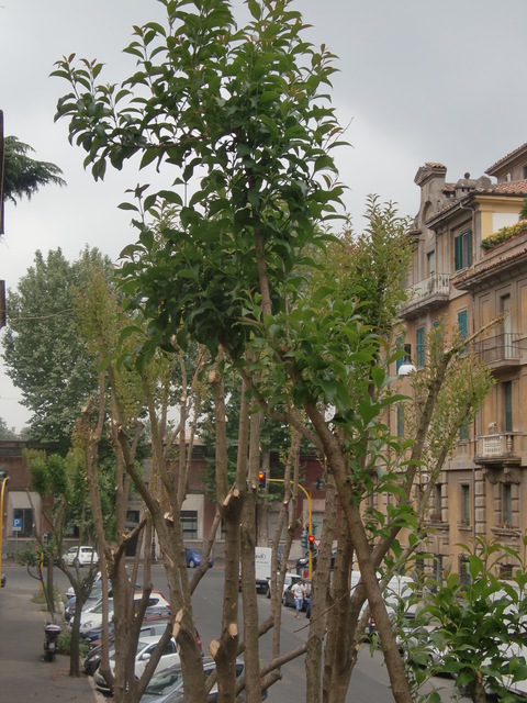 c0206352_6233085.jpg