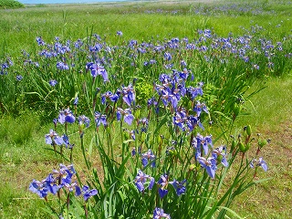 e0004756_2045779.jpg