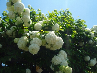 e0004756_2173251.jpg