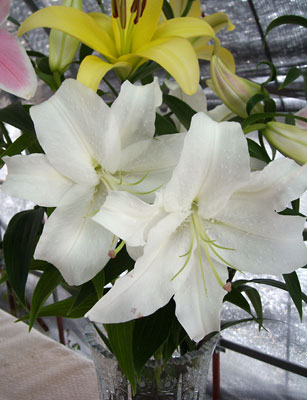 e0097770_8152169.jpg