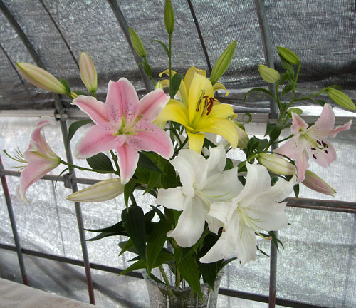 e0097770_815871.jpg