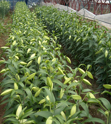e0097770_861133.jpg