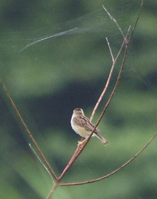 e0197884_1846112.jpg