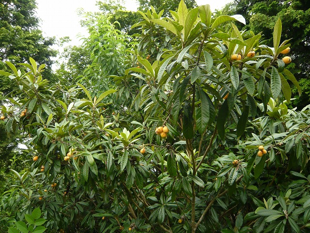 c0165589_16485258.jpg
