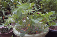 e0170895_0441676.jpg